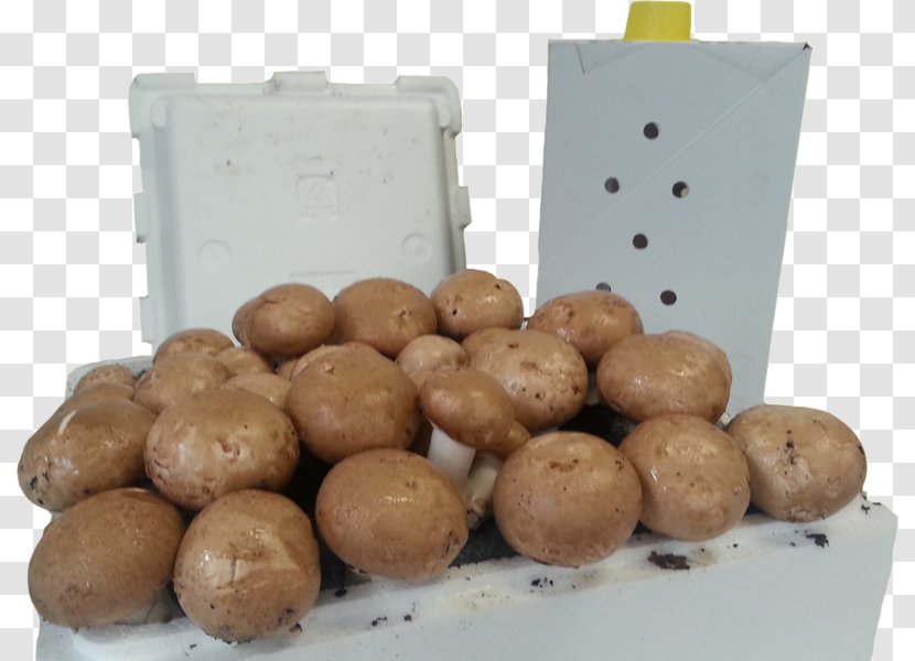 Common Mushroom Fungiculture Fungus Pilzbrut Shiitake - Edible - Food Transparent PNG