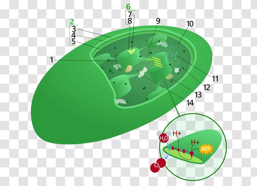 Plant Cell Chloroplast Photosynthesis - Family Creative Transparent PNG