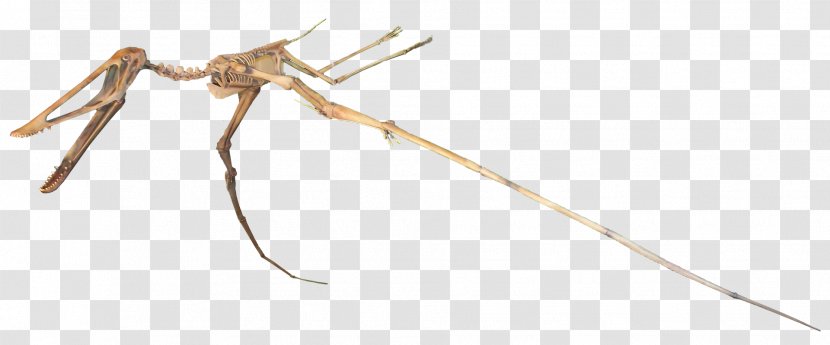 Mosquito Insect Line - Wing Transparent PNG