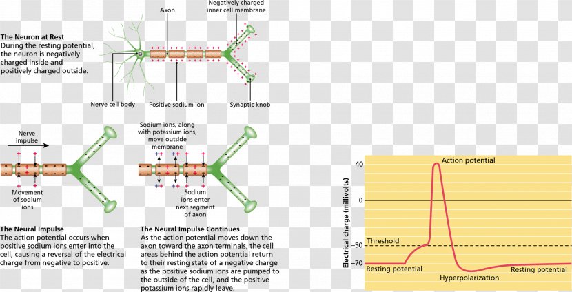 Psychology: An Exploration Neuron Action Potential Axon Electric Charge - Area - Neurons Transparent PNG