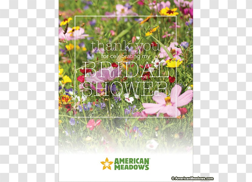 Wildflower Seed Meadow Perennial Plant - Flower - Bridal Shower Transparent PNG