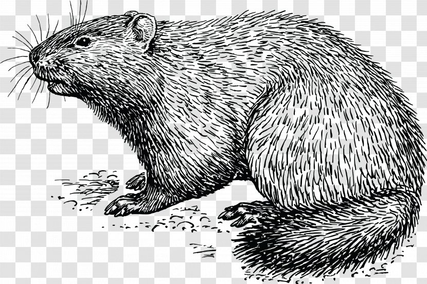 Groundhog Day How Much Wood Would A Woodchuck Chuck Clip Art - Line - Erinaceidae Transparent PNG