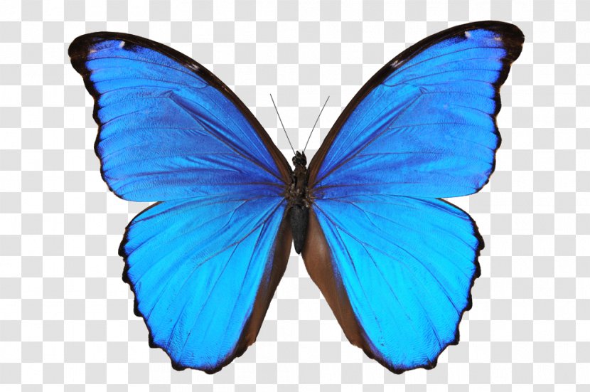 Butterfly Wall Decal Morpho Photography - Moth - Blue Transparent PNG