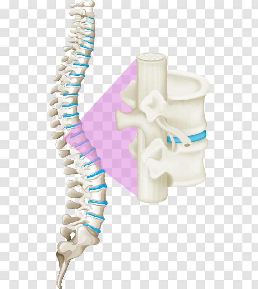 Back Pain Vertebral Column Human Spinal Cord - Jaw - Vector White Bones Of The Spine Transparent PNG