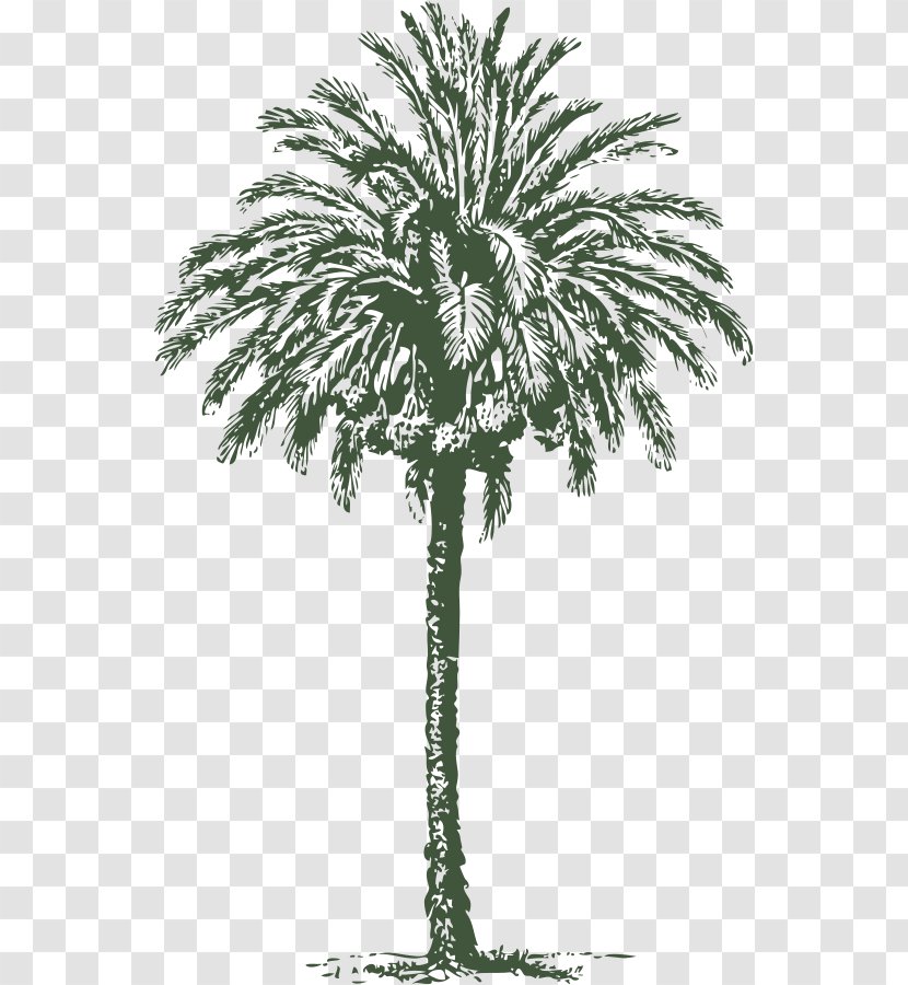 Arecaceae Date Palm Art Clip - Woody Plant - Free Tree Vector Transparent PNG