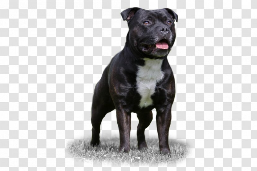 Staffordshire Bull Terrier Dog Breed American Pit - T Transparent PNG