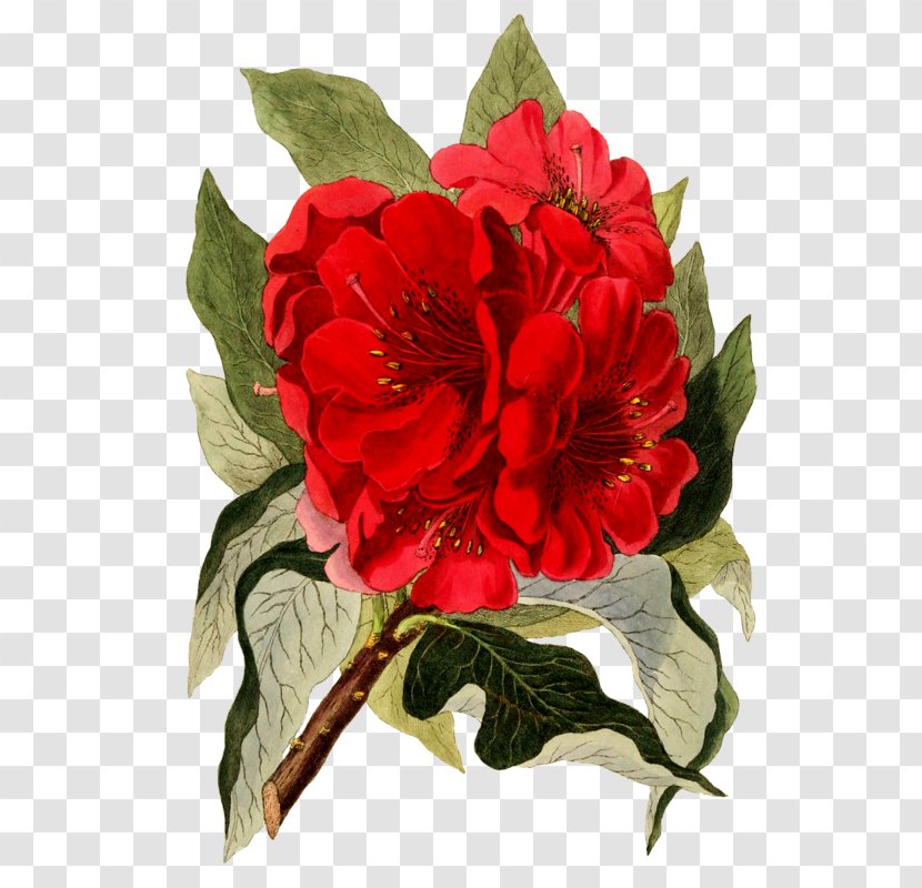 Drawing Botanical Illustration Botany Painting - Rose Transparent PNG