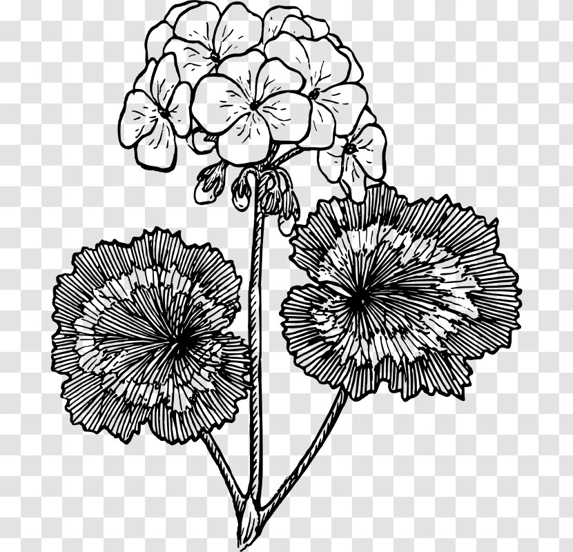 Drawing Crane's-bill Line Art Clip - Black And White - Leaves Plant Transparent PNG
