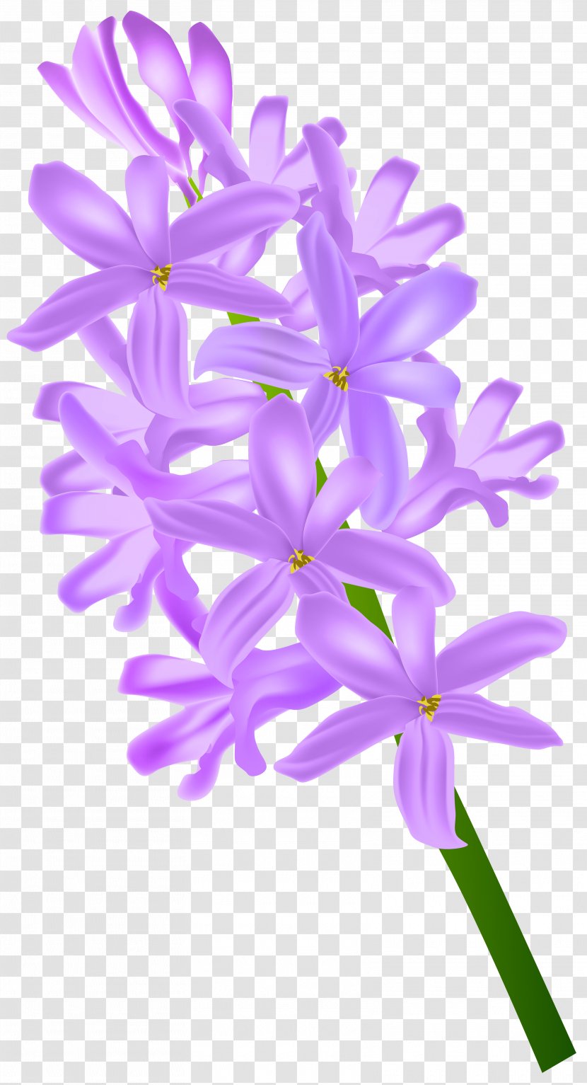 Hyacinth Clip Art - Flowering Plant - Transparent Image Transparent PNG