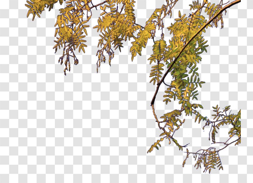 Twig Tree - Arecaceae Transparent PNG