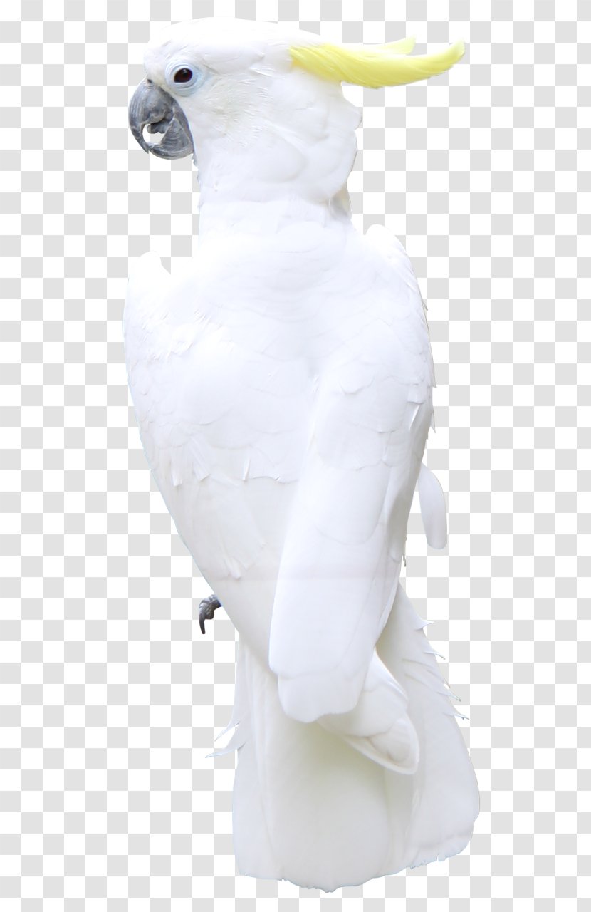 Bird Painting Beak GIF - Blog Transparent PNG
