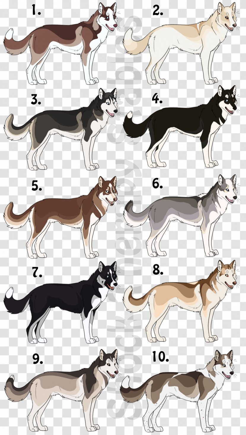 Siberian Husky Alaskan Malamute Border Collie German Shepherd Samoyed Dog - Wildlife Transparent PNG