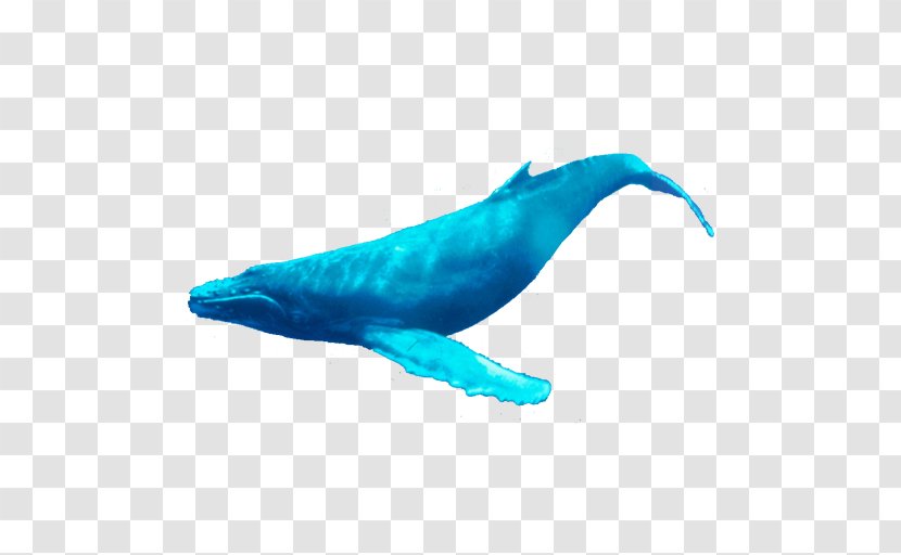 Dolphin Porpoise Cetacea Humpback Whale Tail - Marine Mammal Transparent PNG