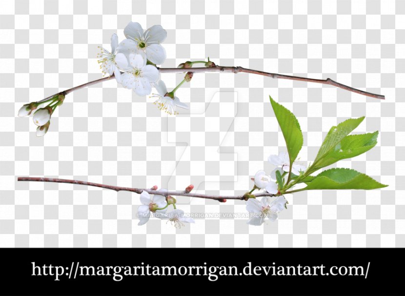 Liana Clip Art Plants Tree - Cherry Blossom Transparent PNG