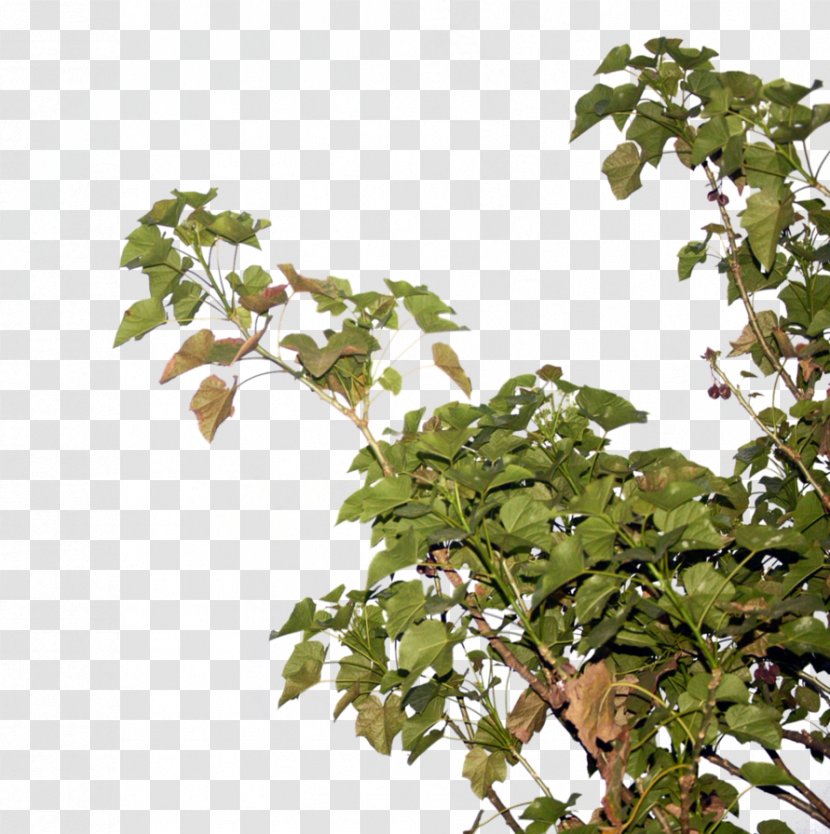 Twig Tree Computer File - Deviantart - Pohon Jarak Transparent PNG