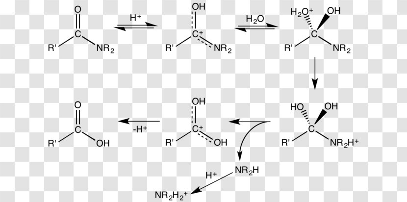 Amide Dakin–West Reaction Hydrolysis Acid Hofmann Rearrangement - Ester Transparent PNG