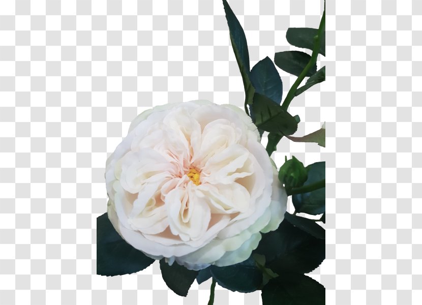 Cut Flowers Garden Roses Centifolia Floral Design - Bud Wedding Transparent PNG
