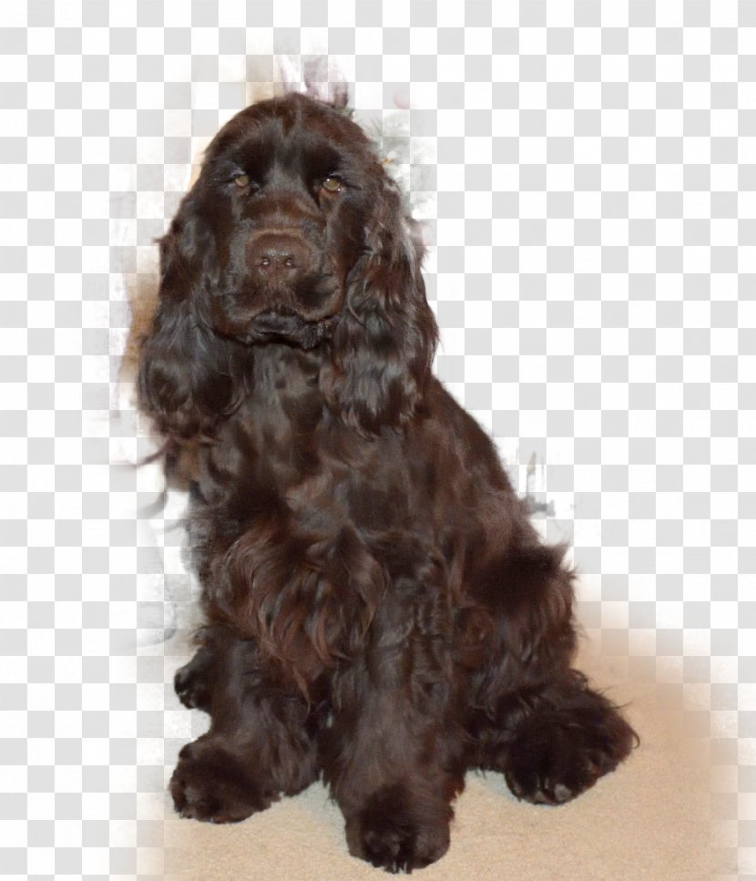 Field Spaniel American Cocker Boykin English Water - Dog Like Mammal - Curly Sue Transparent PNG