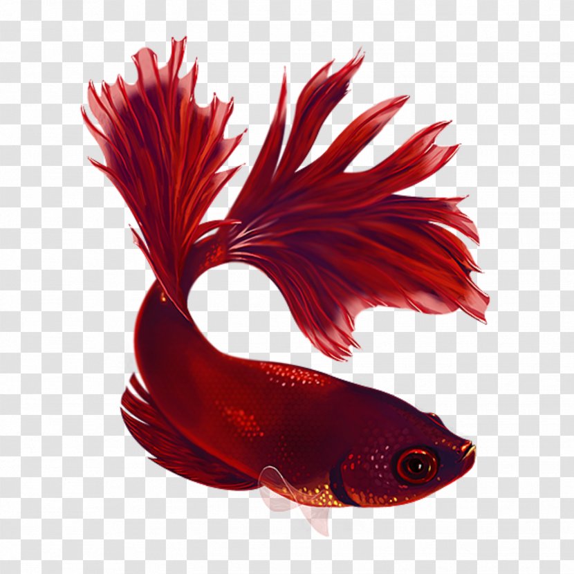 Siamese Fighting Fish Koi Veiltail Aquarium - Rayfinned Fishes Transparent PNG