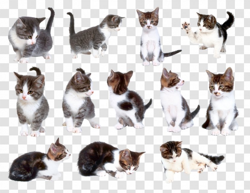 Cat Kitten Pet Clip Art - Domestic Shorthaired - Cats Transparent PNG