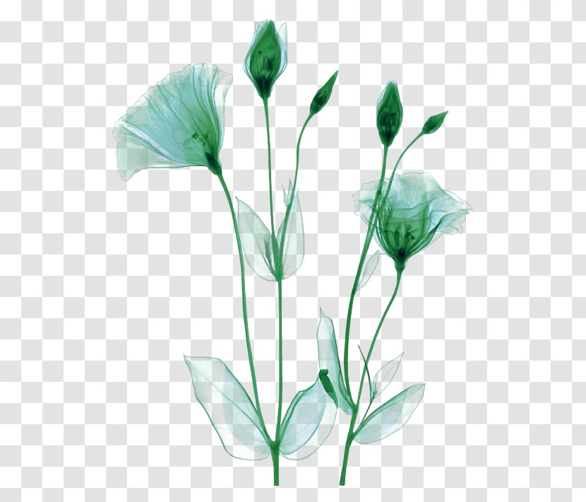 X-ray Photographer Flower Artist Transparent PNG