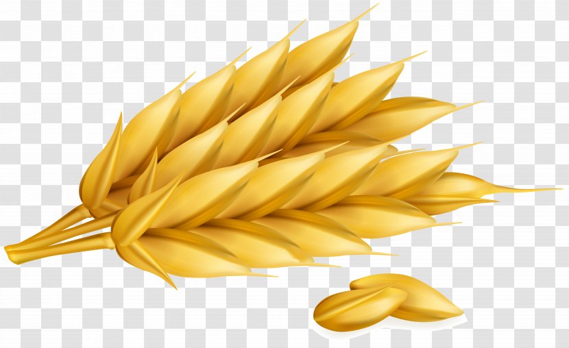 Wheat Cereal Ear - Rye - Vector Transparent PNG