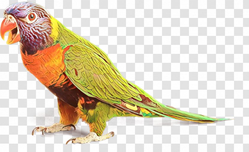 Macaw Loriini Parakeet Beak Feather - Parrot Transparent PNG