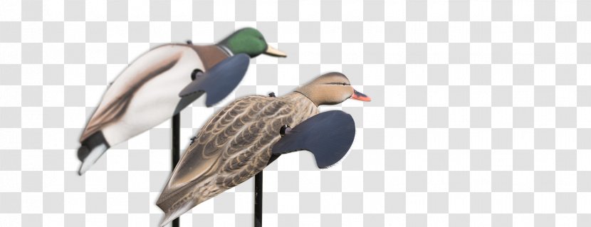 Mallard Duck Decoy Goose - Call Transparent PNG