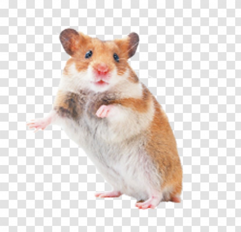 Hamster Rat Mouse Rodent Pet Transparent PNG