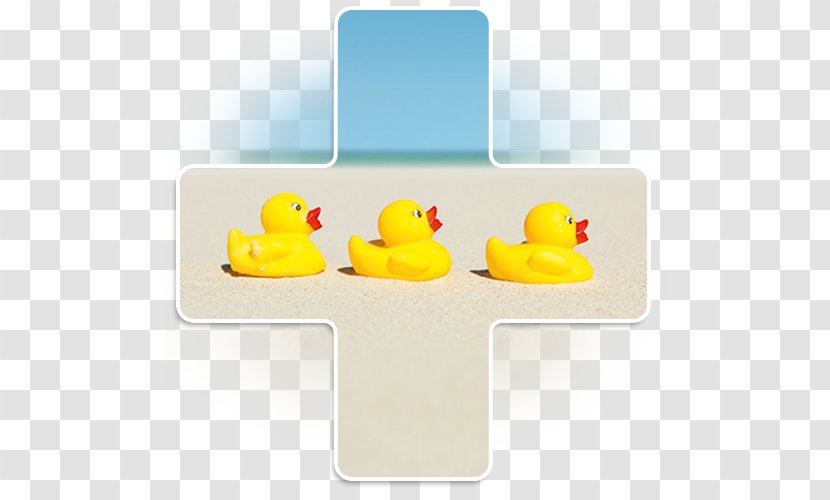 Goose Cygnini Duck Product Water Bird Transparent PNG