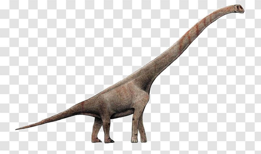 Sauroposeidon Brachiosaurus Giraffatitan Europasaurus Abrosaurus - Fauna - Dinosaur Transparent PNG