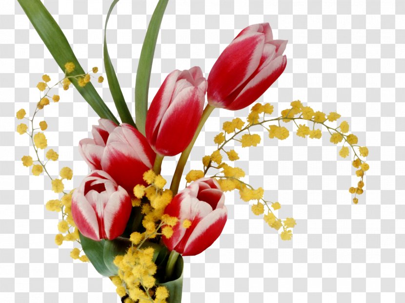 Laptop Desktop Wallpaper Flower Tulip - Floral Design - Mimosa Transparent PNG