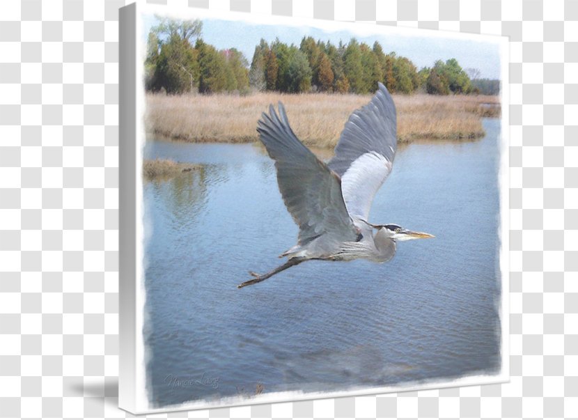 Bird Heron Crane Cygnini Beak - Blue Transparent PNG