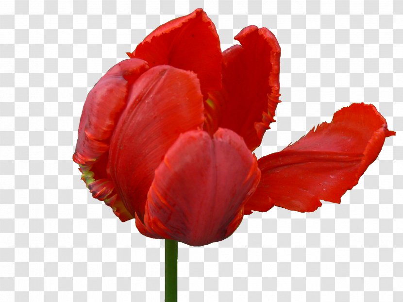 Black Tulip Flower - Red Transparent PNG