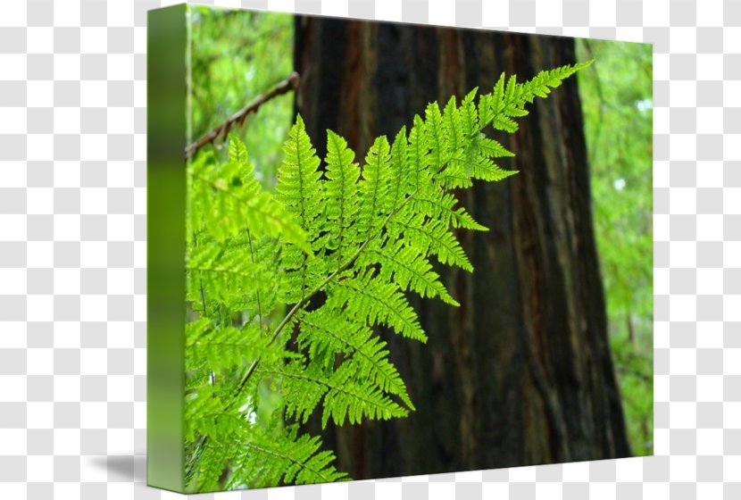 Redwood National And State Parks Fern Tree Vascular Plant Coast Transparent PNG