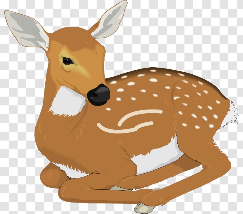 White-tailed Deer Clip Art - Drawing - Free Pictures Transparent PNG