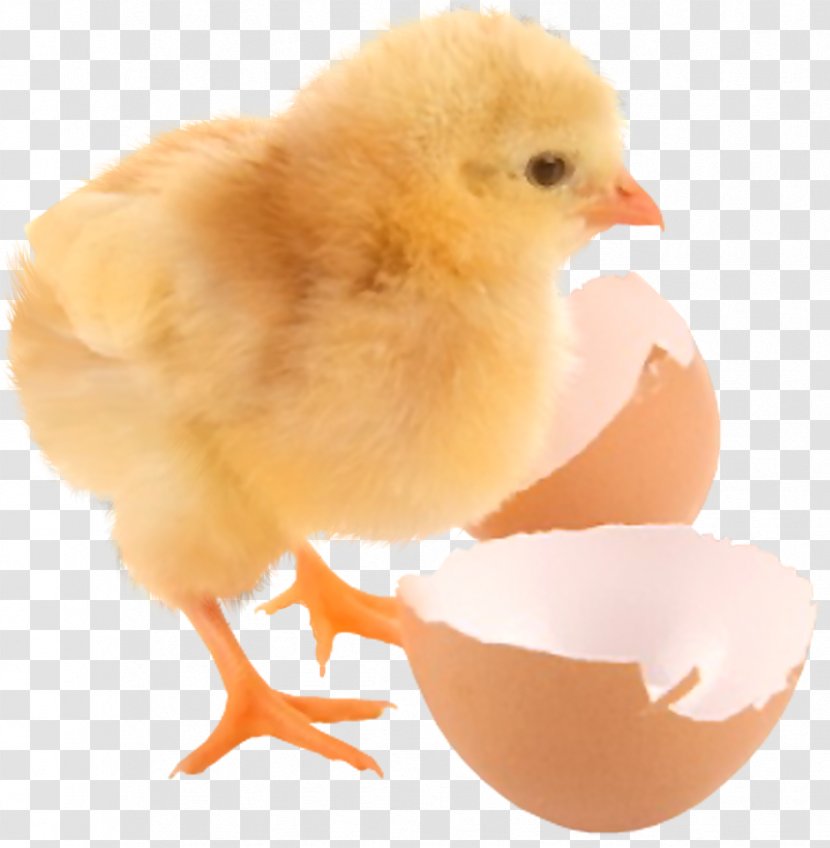 Chicken Eggshell Kifaranga Information Transparent PNG