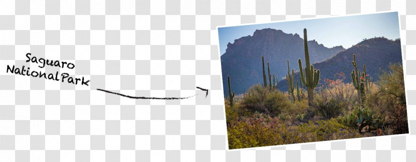 Saguaro National Park Glacier County, Montana - Advertising - Highway Road Scenery/ Transparent PNG