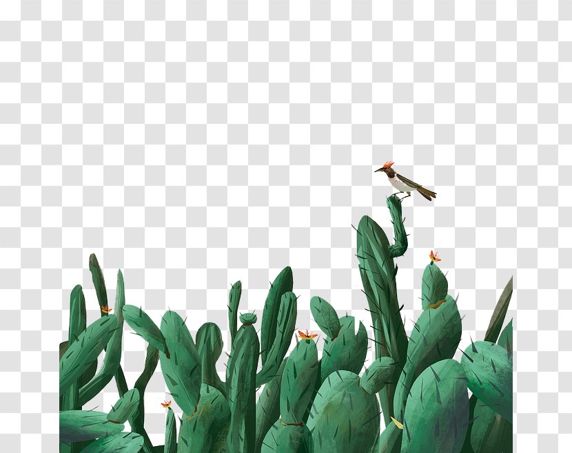 Cactaceae Download Illustration - Color - Cactus Transparent PNG
