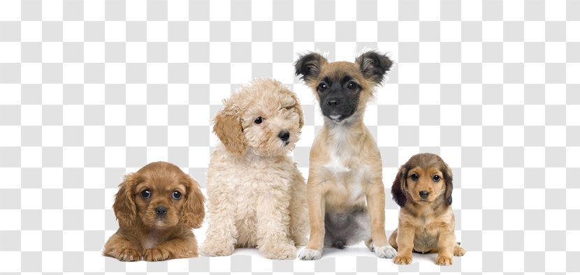 Puppy Dog Training Cat Veterinarian - Veterinary Medicine - Dogs Transparent PNG