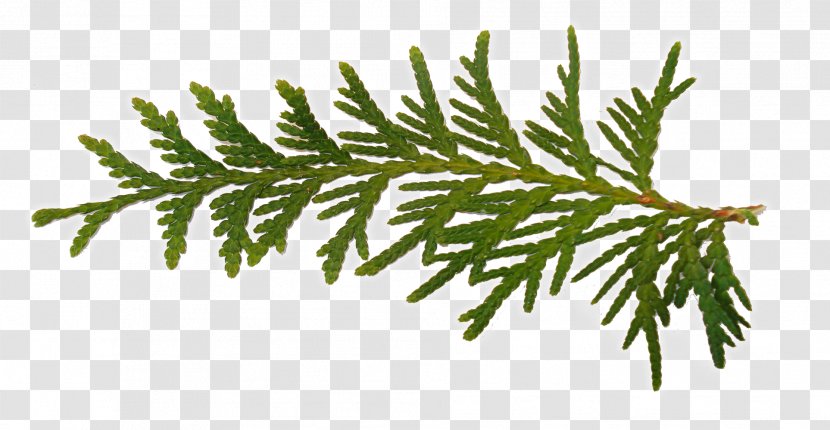 Fir Christmas Day Spruce Pine - Cypress Family - Norway Leaf Transparent PNG