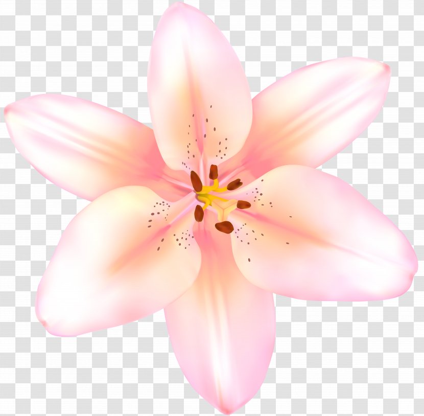 Moth Orchids Close-up Pink M - Closeup - Lilium Transparent PNG