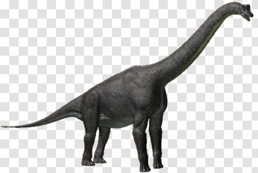 Alamosaurus Apatosaurus Triceratops Sauroposeidon Tyrannosaurus - Diplodocus - Dinosaur Transparent PNG