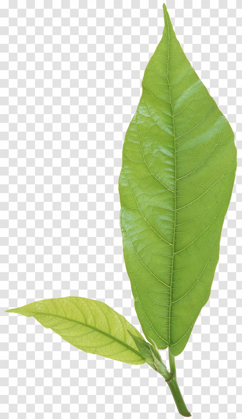 Leaf Plant Stem Branch - Green Transparent PNG