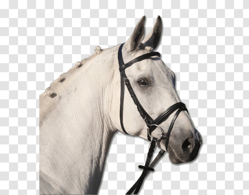Pony Bridle Cob Equestrian Horse Tack - Like Mammal - Frontalera Transparent PNG