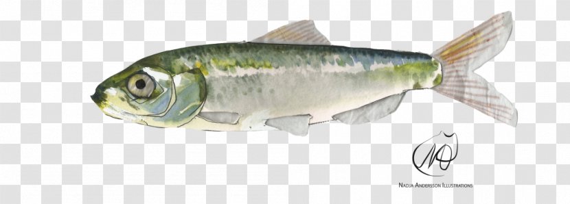 Sardine Herring Perch Oily Fish Products - Atlantic Salmon Transparent PNG