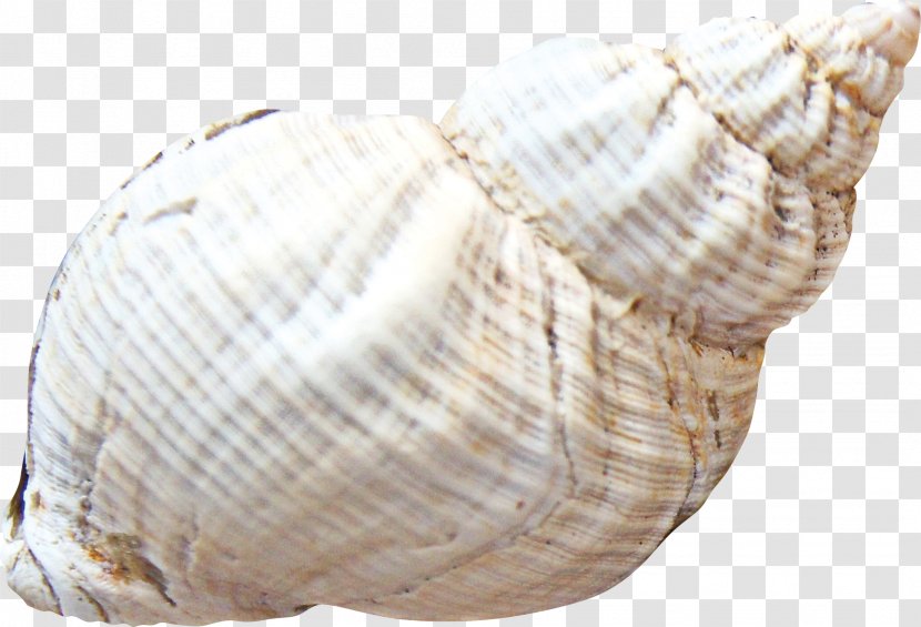 Cockle Seashell Sea Snail Clip Art - Graphics Software - Conch Transparent PNG