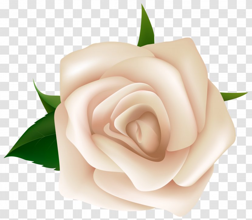 Black Rose White Clip Art - Pink Flowers - Roses Transparent PNG