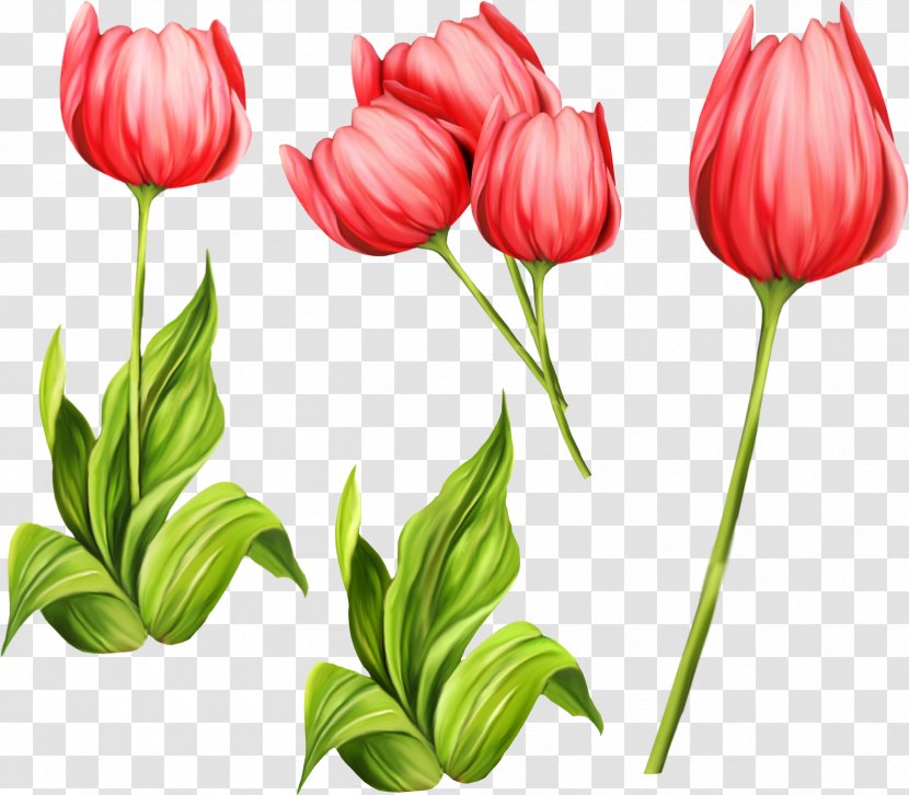Tulip Flower Clip Art - Flowering Plant Transparent PNG