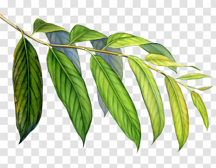 Leaf Art Rainforest Welcome To The Colorful World Of Arp Frique - Plant Stem - Tropical Transparent PNG